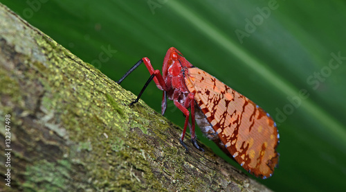 Colorful insect, Cicada or Lanternfly ( Aphaena sp. ) insect on tree in nature photo