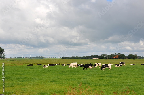 cows in field in Friesland  Holland