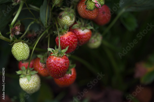 bush of strawberry