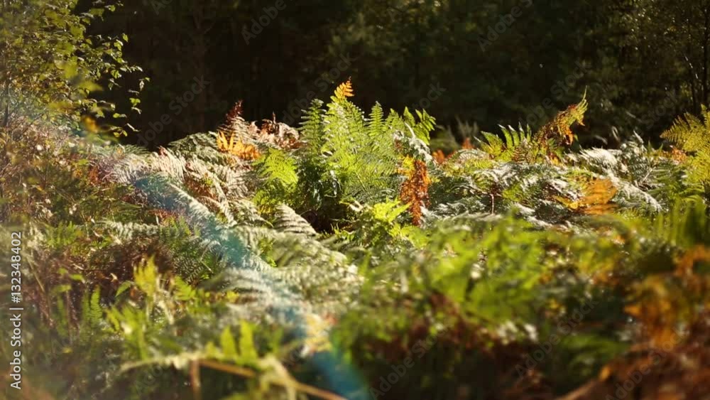 Fern bed of plants in the forest in England