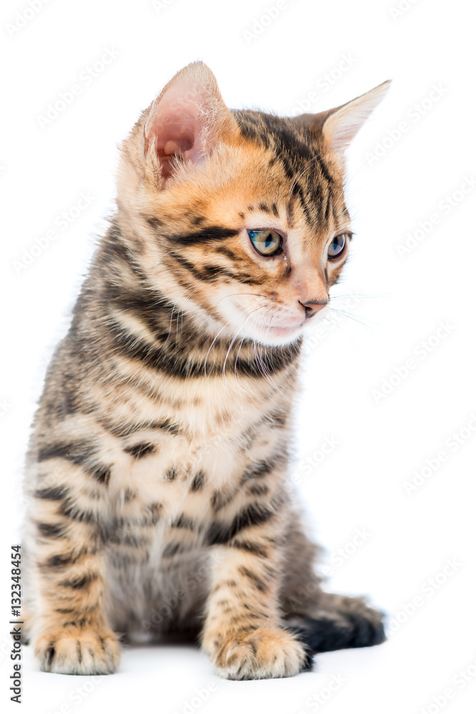 Vertical portrait of a purebred Bengal kitten on a white backgro
