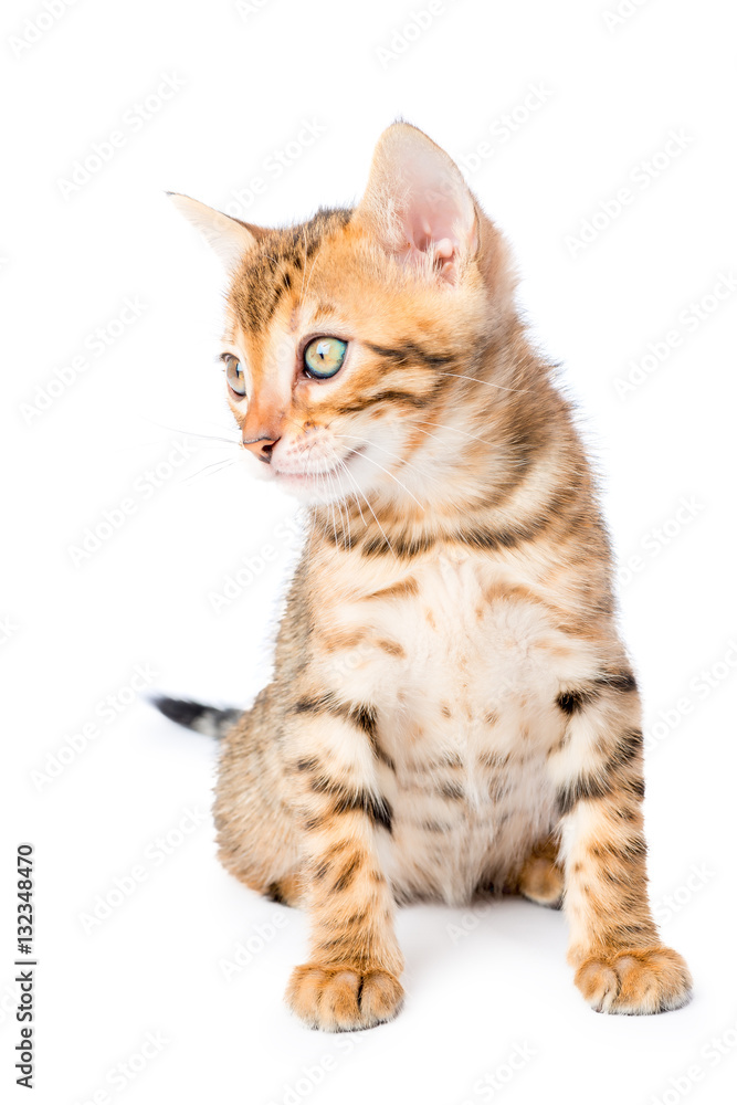 Portrait of an adorable little kitten bengal breed on a white ba