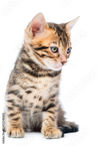 Vertical portrait of a purebred Bengal kitten on a white backgro