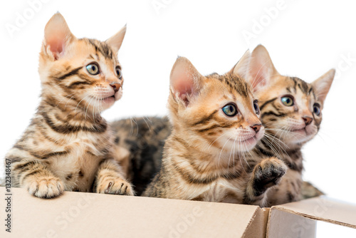 three kittens with spots on fur look out from the box