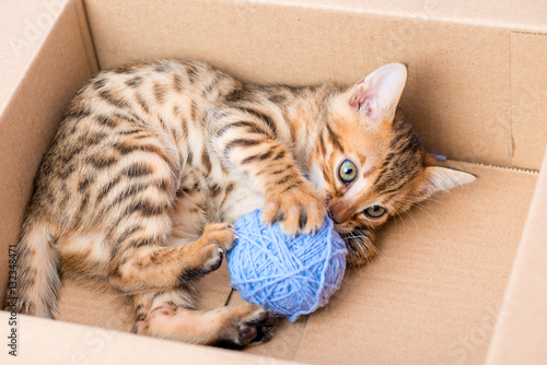 Bengal kitten in a cardboard box with a blue clew