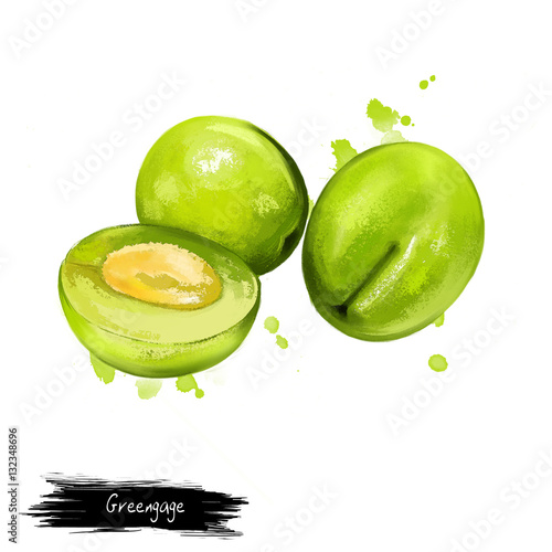 Greengage fruit isolated on white. Digital art watercolor illustration. Greengages group of cultivars of European plum. Gage fruit bright yellow round plums. Round-oval shape and smooth-textured photo