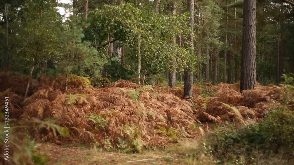 Autumn Pine Forest in England Autumn Pine Forest in England