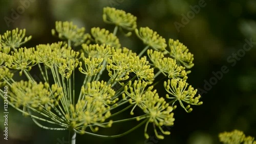 Flowering dill herbs plant in the garden (Anethum graveolens). Close up of fennel flowers. Wind blowing photo