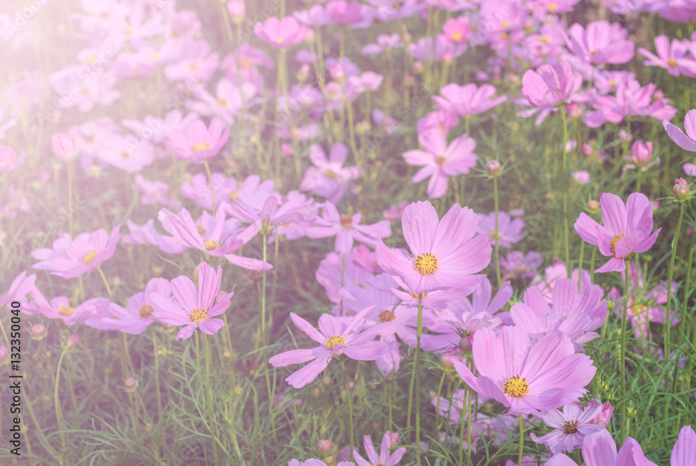 Abstract field of Cosmos flowers(Filterd with soft light gradian