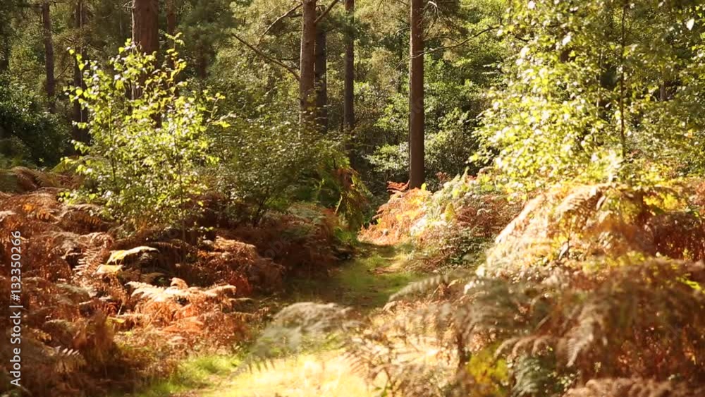 Colourful autumnal forest in England Colourful autumnal forest in England