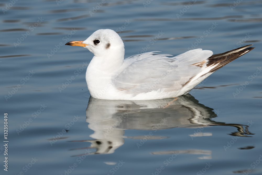 Black-headed Gull (Chroicocephalus ridibundus) on a Lake Black-headed Gull (Chroicocephalus ridibundus) on a Lake