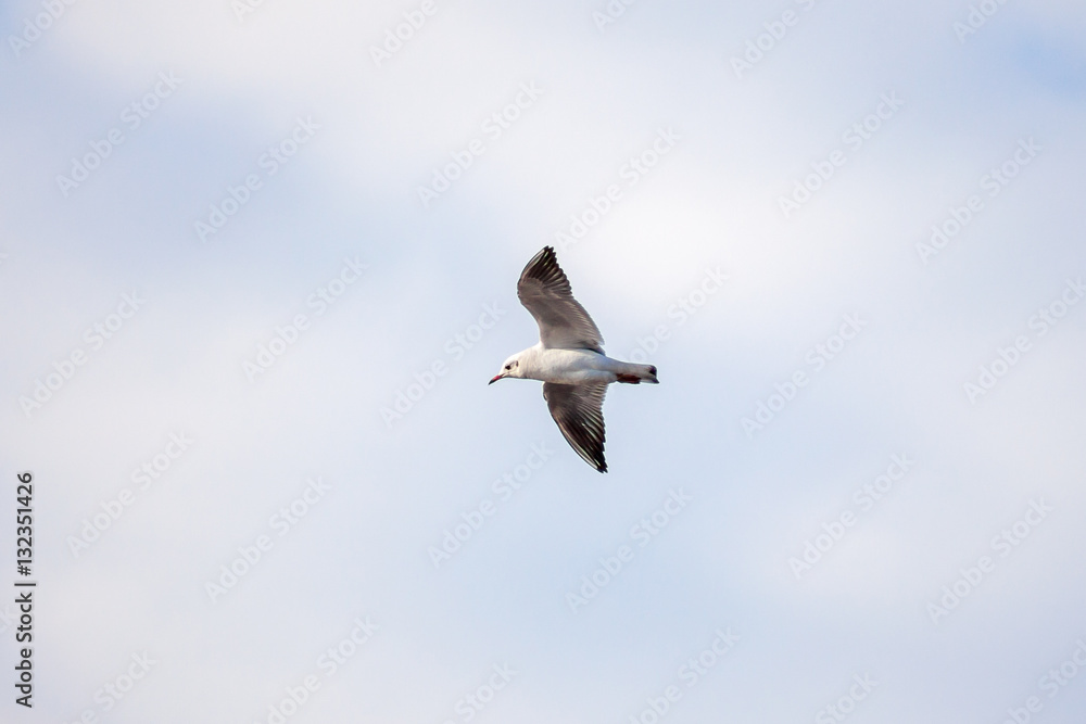 Beautiful seagull soaring in the blue sky Beautiful seagull soaring in the blue sky