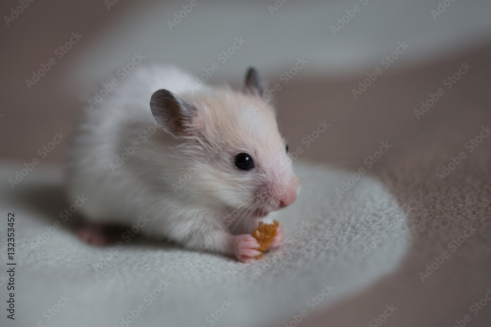 hamster gnaws food, hamster on a light background hamster gnaws food, hamster on a light background