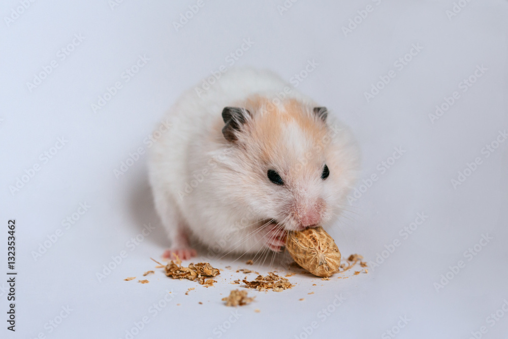 hamster gnaws food, hamster on a light background