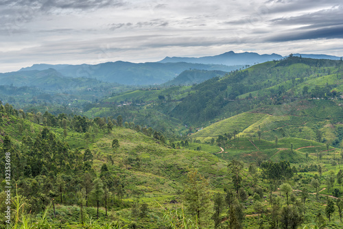Fototapeta Naklejka Na Ścianę i Meble -  Sri Lanka: highland tea fields next to Nuwara Eliya
