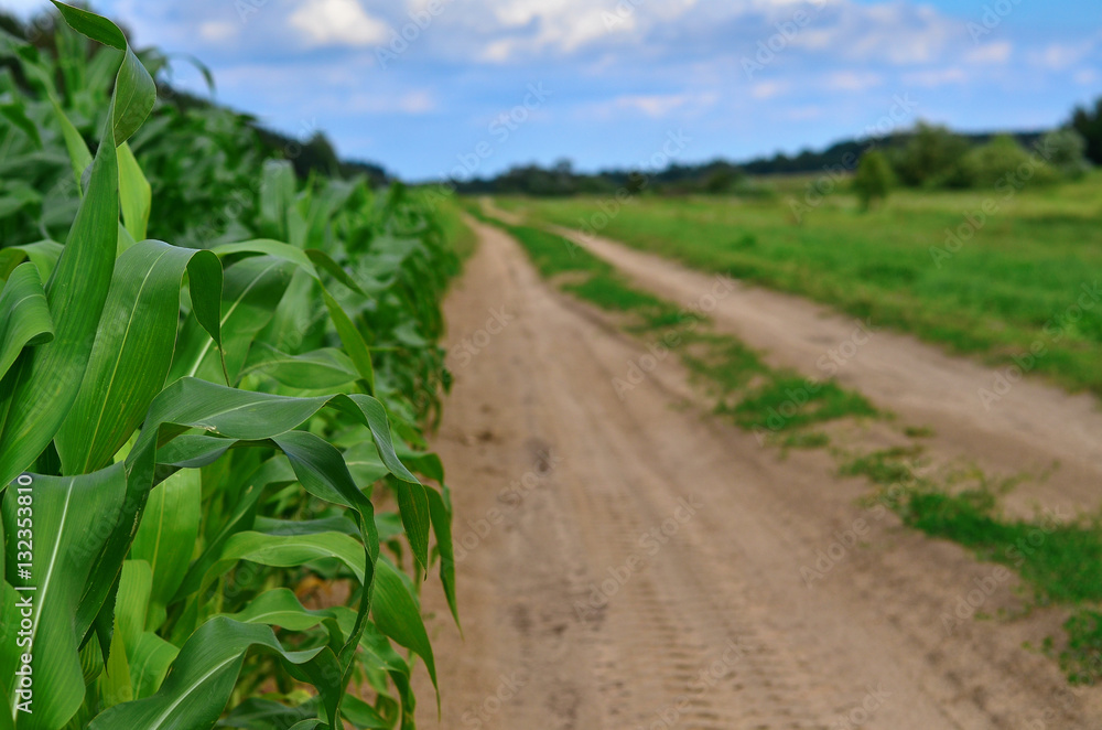 Summer countryside landscape, sandy road near corn field Summer countryside landscape, sandy road near corn field