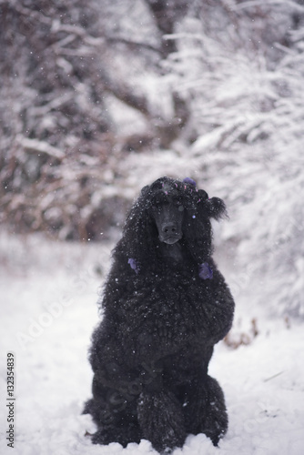 black standart poodel and winter