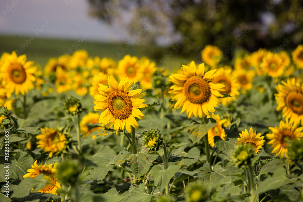 Fototapeta premium Closeup sunflowers garden