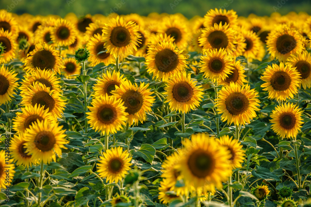 Round yellow blooming sunflowers at sunset. Beautiful natural sunflower backrgound Round yellow blooming sunflowers at sunset. Beautiful natural sunflower backrgound