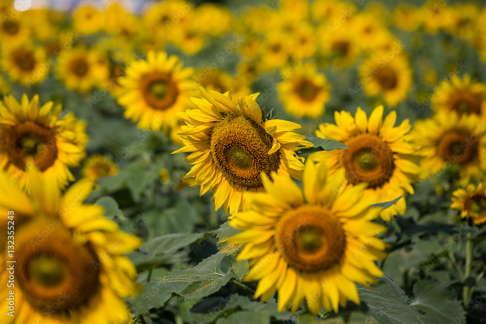 Closeup sunflowers garden