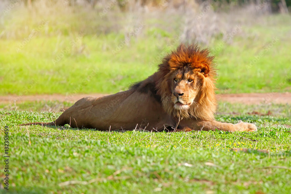 Closeup picture of a male lion resting in the grass Closeup picture of a male lion resting in the grass