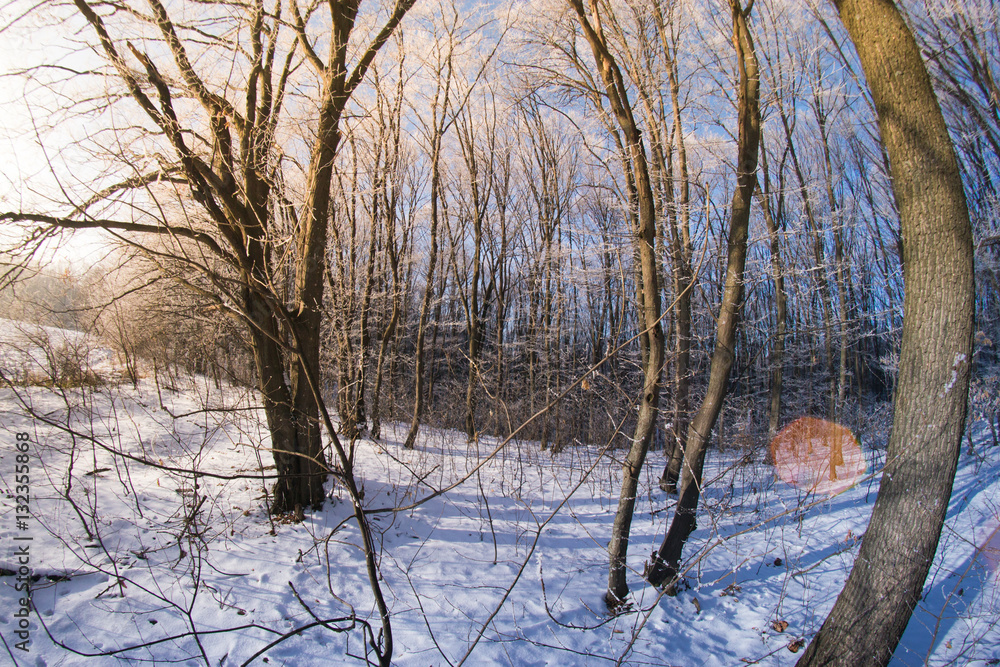 Fototapeta premium The forest in the snow on a winter evening