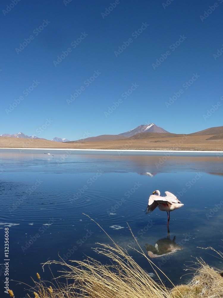 Fototapeta premium Flamingo Lagoone