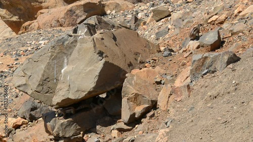 group of barbary ground squirrel 11179
 photo