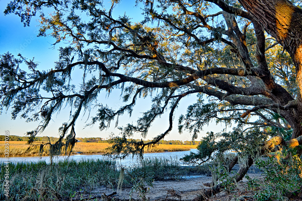 Fototapeta premium Moss draped Live Oak over the Edisto River at Botany Bay Plantat
