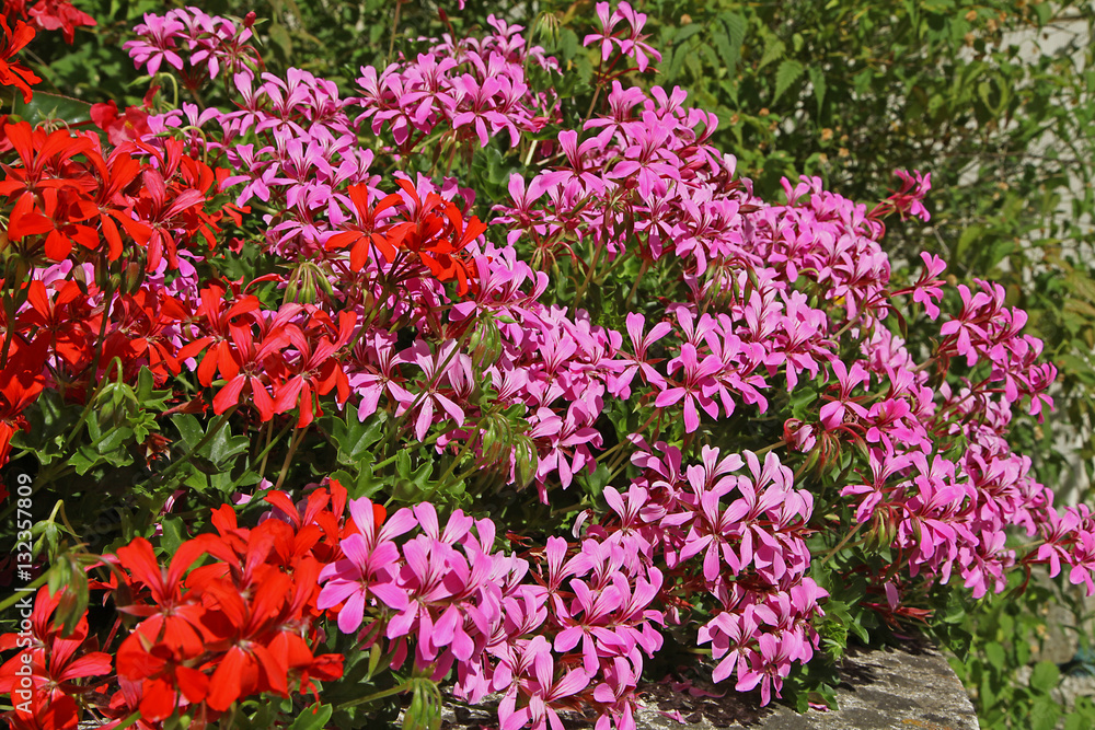 Obraz premium Géranium lierre rouge et rose