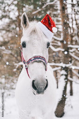 Fototapeta Naklejka Na Ścianę i Meble -  Adorable festive white horse wearing Christmas hat, standing in the snowy winter forest