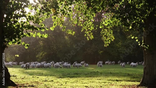 Flock of sheep or lambs grazing on grass in English countryside field between trees, England, Great Britain during summer evening.