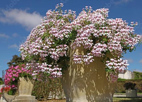 Fototapeta Naklejka Na Ścianę i Meble -  Géranium lierre blanc