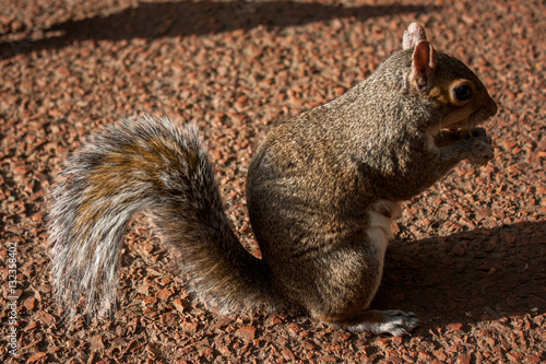 squirrel at the park 