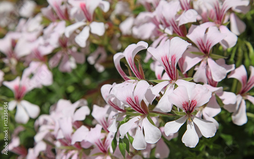 Fototapeta Naklejka Na Ścianę i Meble -  Géranium lierre blanc