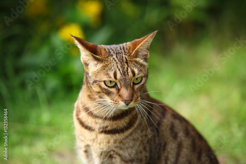 brown stripped cat with funny looking face © agarianna