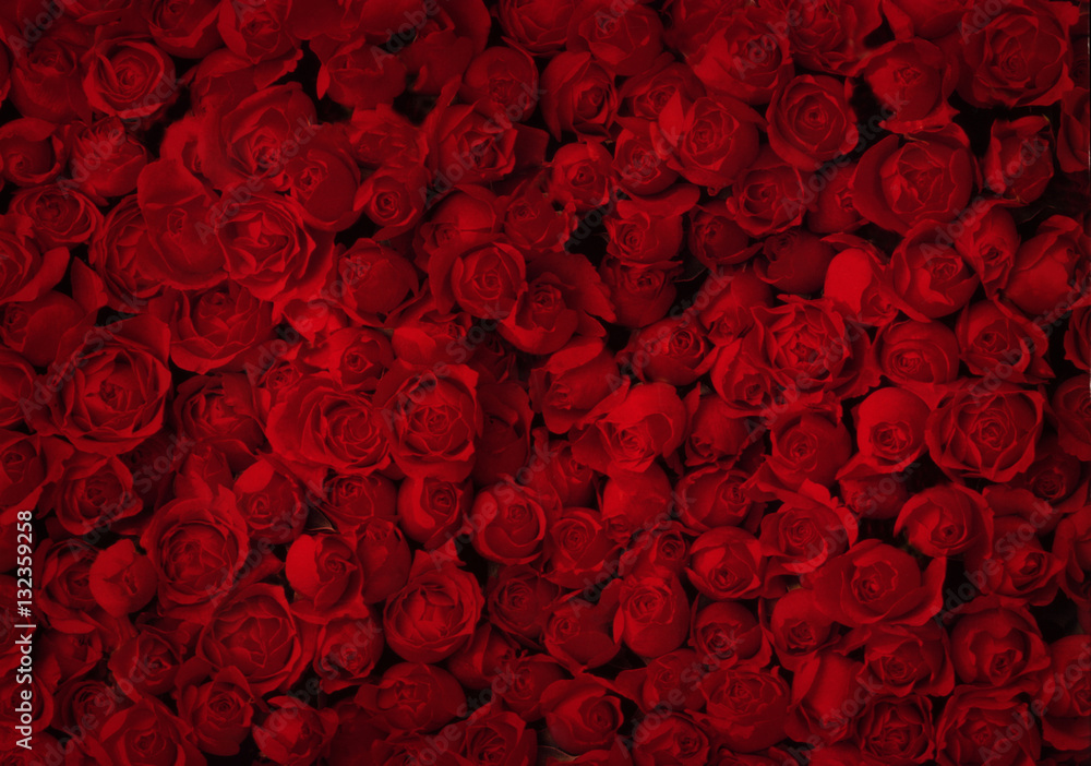 Obraz premium Czerwone róże na tle
