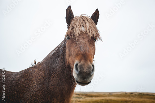 Icelandic Horse Close Up