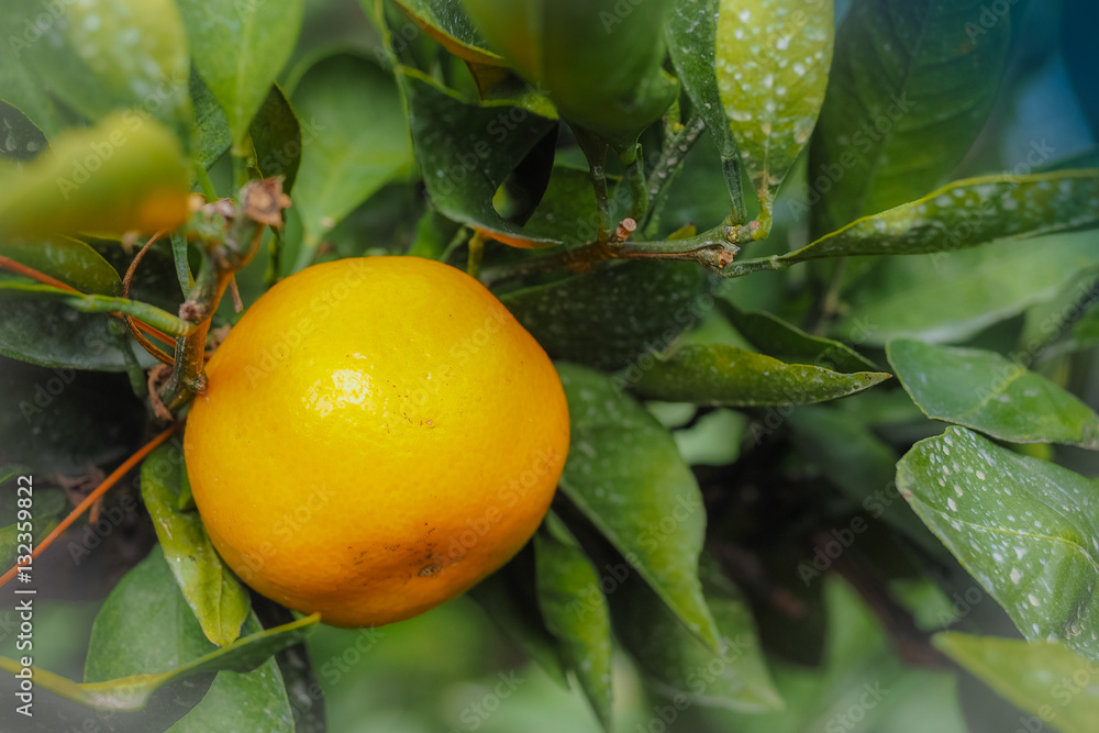 Close up Big Tangerine orange fruit in orange farm at Jeju islan