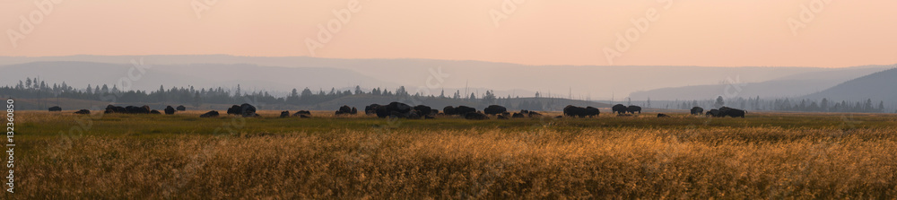 American Bison grazing in a field panorama 