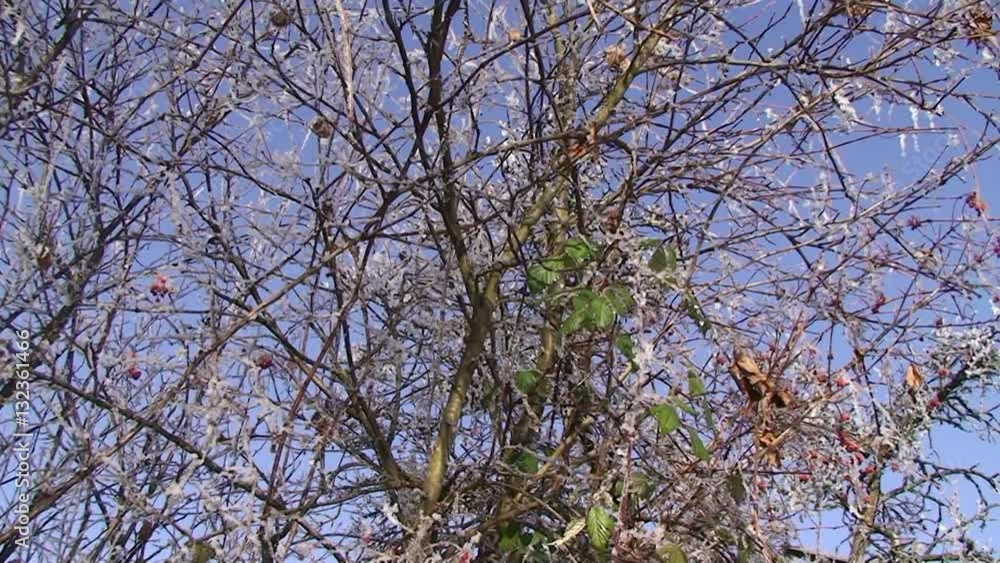 Das Eis an diesem Strauch fängt durch die Sonneneinstrahlung zu tauen an (vertikaler Kameraschwenk)