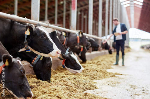 Fototapeta herd of cows eating hay in cowshed on dairy farm