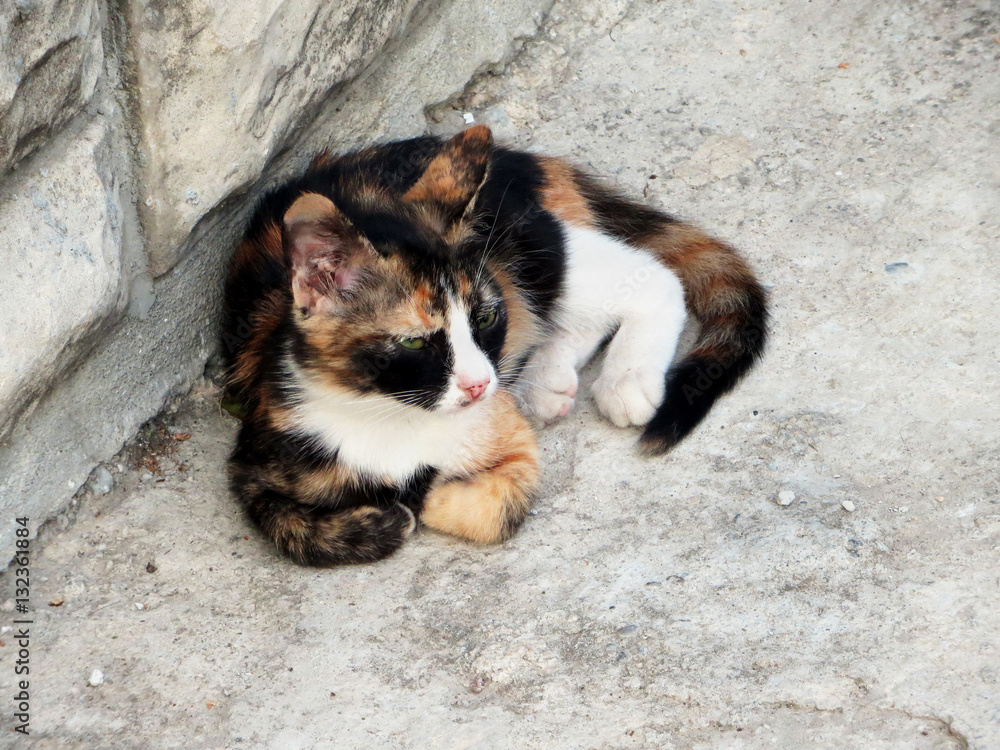 Tricolor (red, white and black) homeless cat lying in the yard. Tricolor (red, white and black) homeless cat lying in the yard.