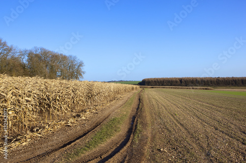 dry maize and larch woodland