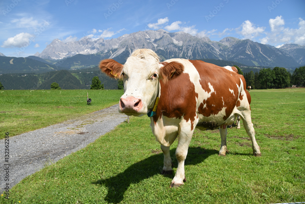 Kuh vor Bergkulisse am Dachstein / Steiermark