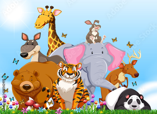 Many types of wild animals in the field