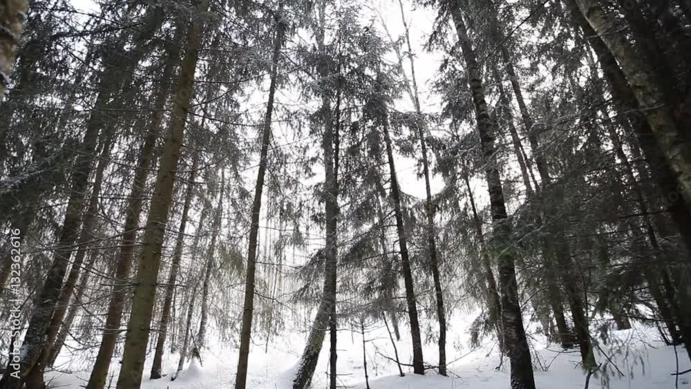 In the winter forest. circular panorama of the forest. In the winter forest. circular panorama of the forest.