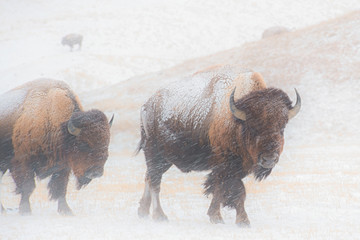 Fototapete Büffel Bison im eisigen Schneesturm  © derald