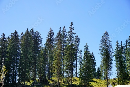 Wald Bäume