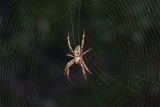 Spider garden-spider (lat. Araneus) kind araneomorph spiders of the family of Orb-web spiders (Araneidae) on web